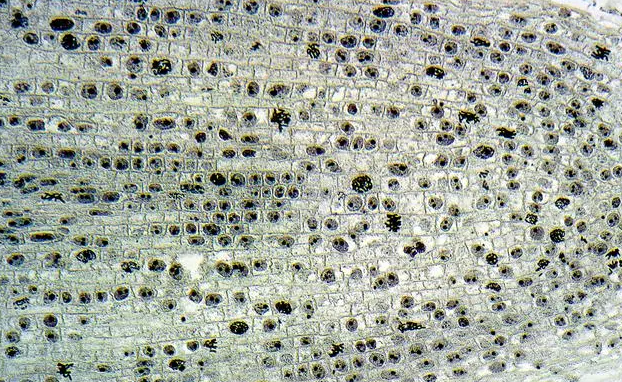 模具鋼材成分分析 模具鋼材成分分析