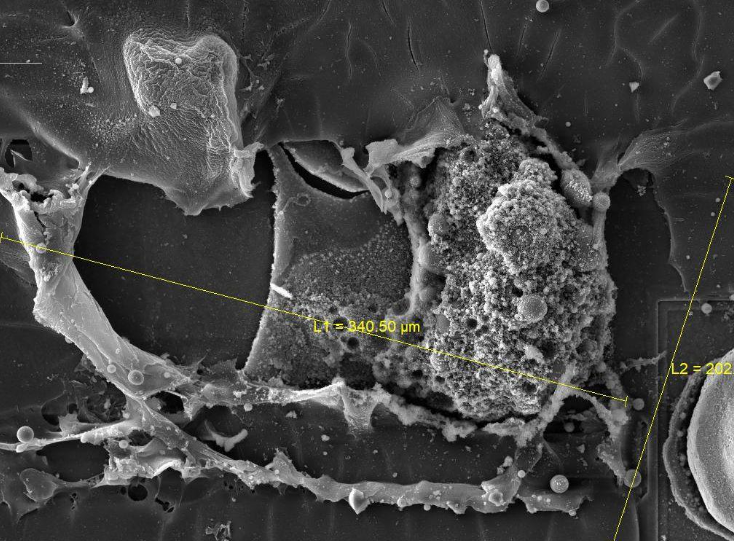 掃描電鏡（SEM，用于觀察微觀形貌）
